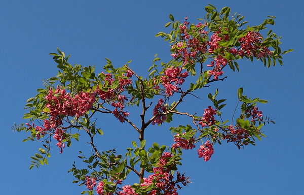 Robínia Casque Rouge km