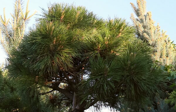 Pinus Breviflóra km