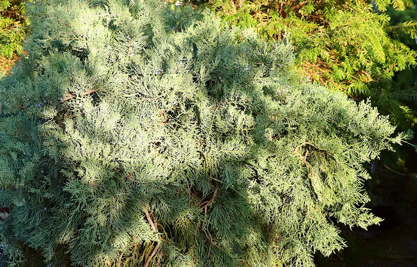 Juniperus tamariscifólia km