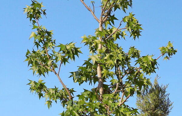 Liquidambar styraciflua km