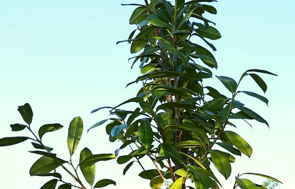 Prunus laurocerásus Novita