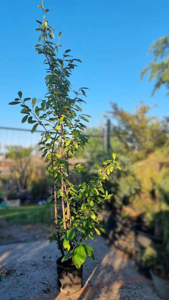 Prunus laurocerásus Novita