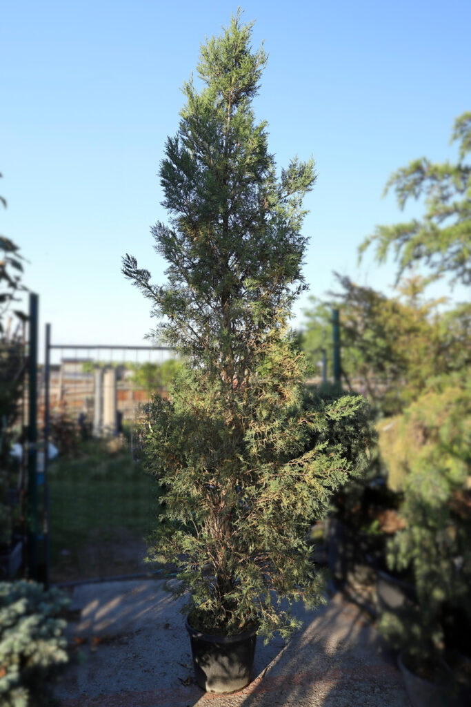 Cupressocyparis Leylandi pyramidalis
