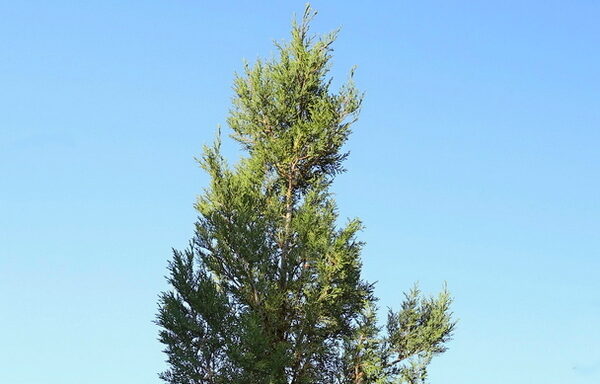 Cupressocyparis Leylandi pyramidalis