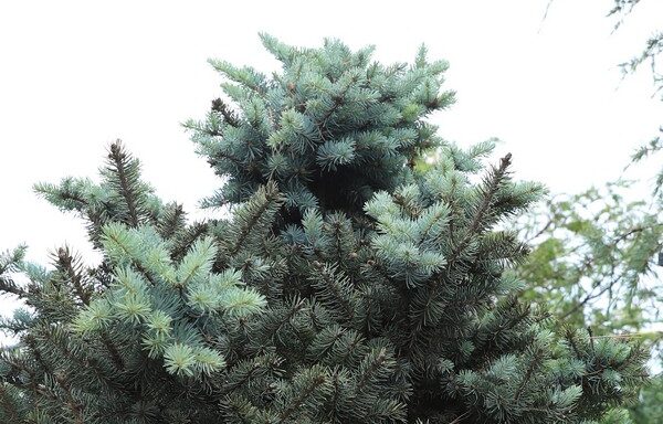 Picea pungens glauca globosa