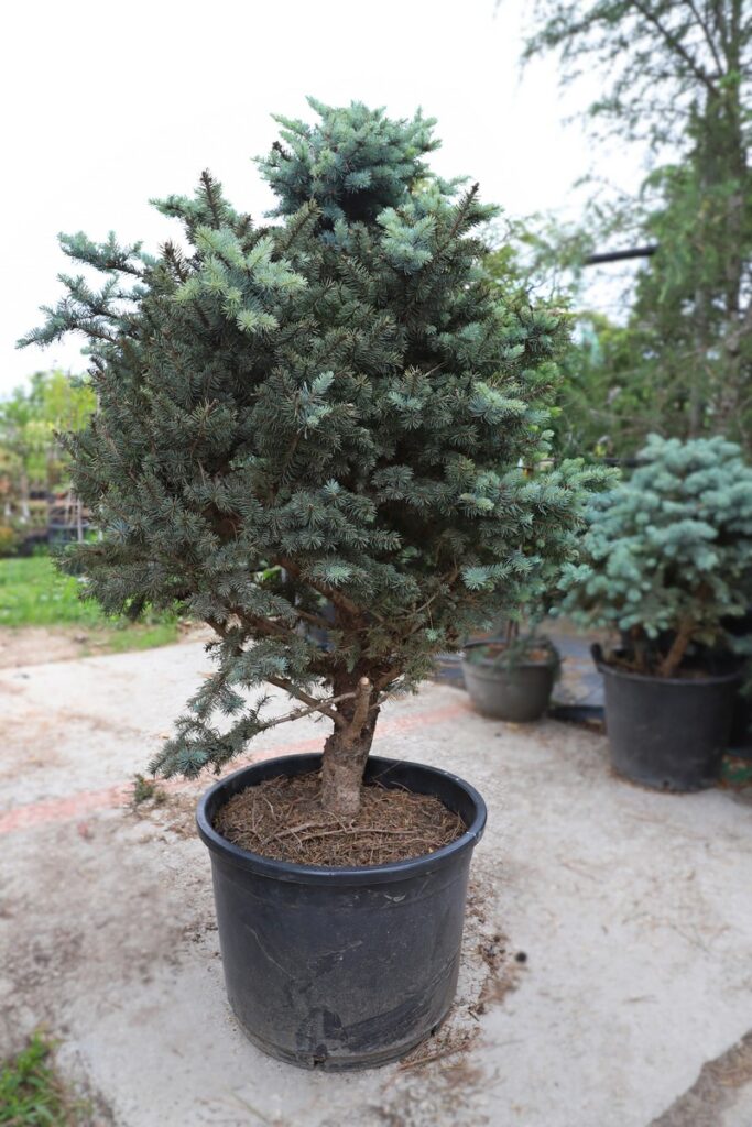 Picea pungens glauca globosa