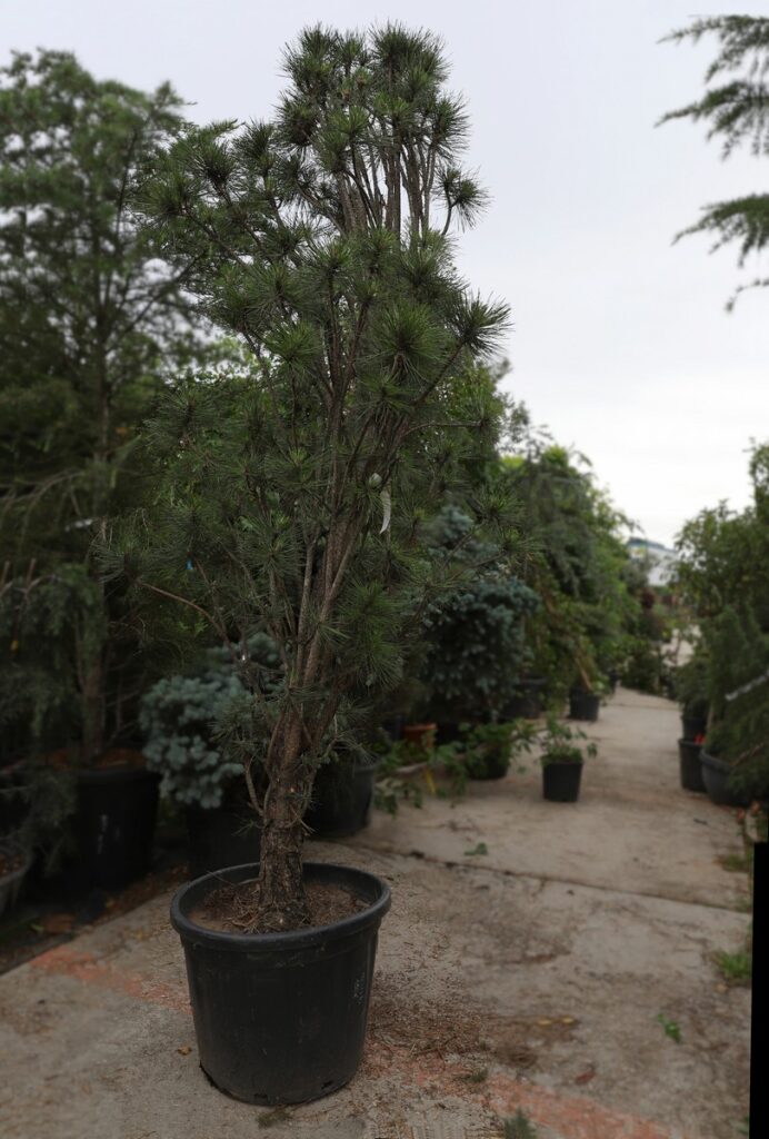 Pinus nigra pyramidális