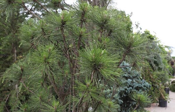 Pinus nigra pyramidális
