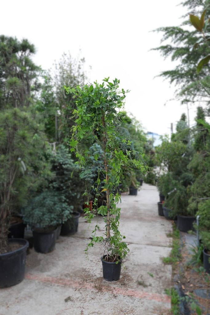 Parthenocissus quiqeufolia