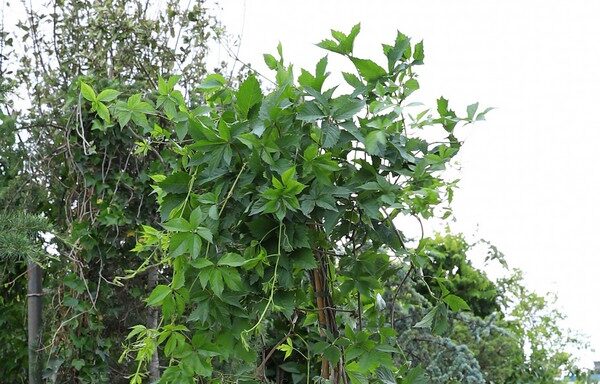 Parthenocissus quiqeufolia