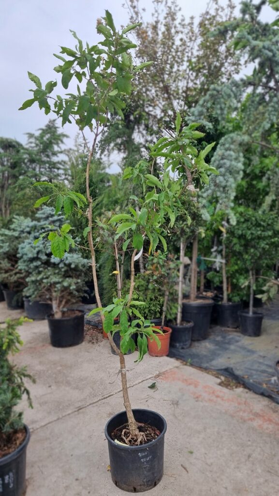 Chionanthus virginicus
