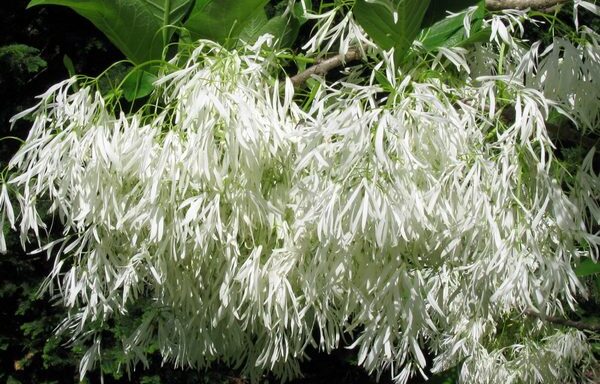 Chionanthus virginicus