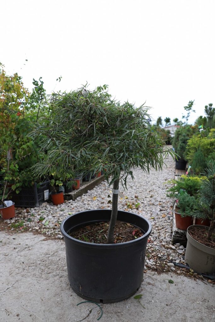 Fagus sylvatica Mercedes km
