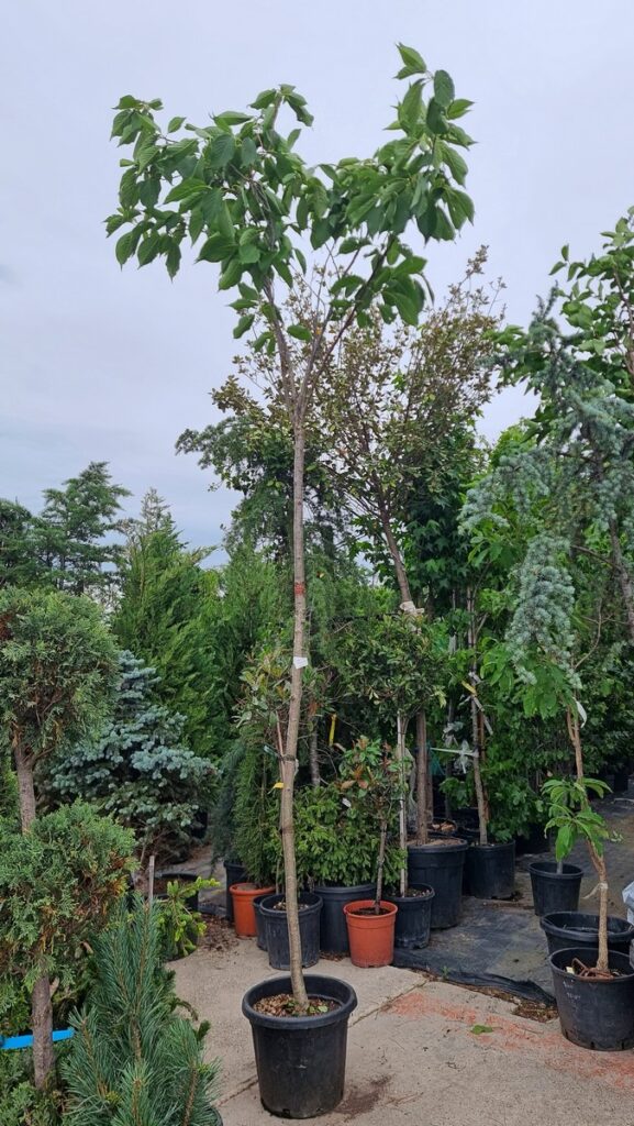 Prunus amanogawa km