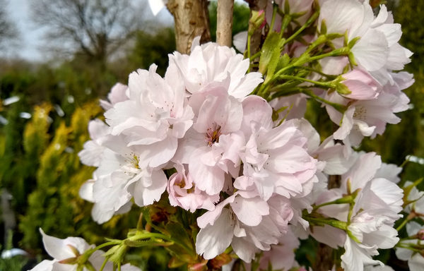 Prunus amanogawa km