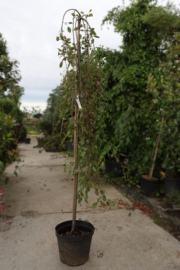 Malus Royal Beauty km