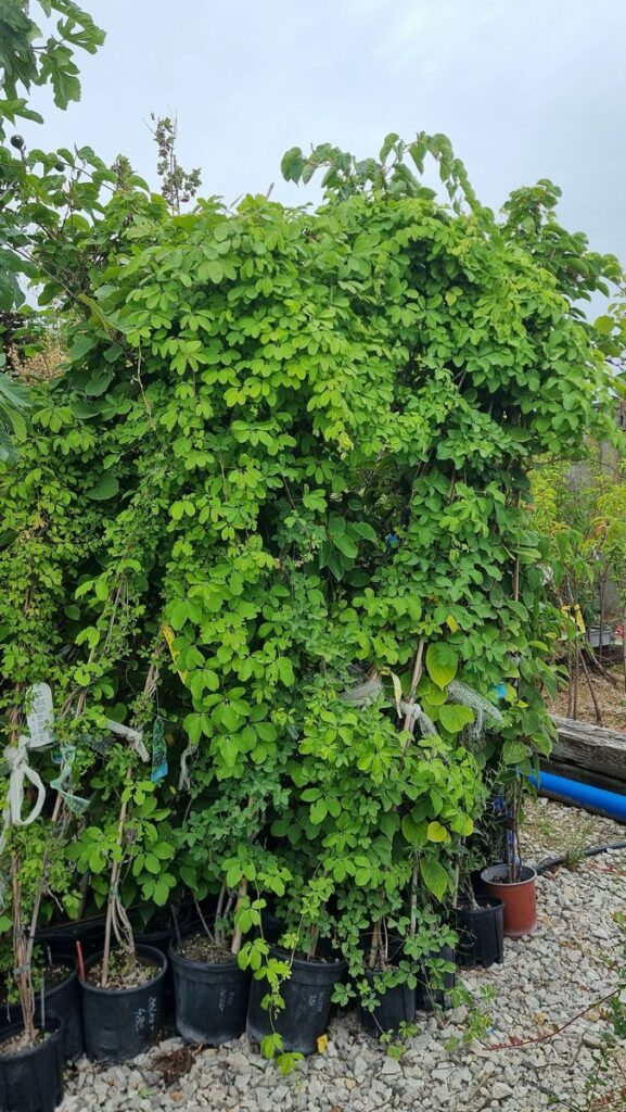 Akébia quinata