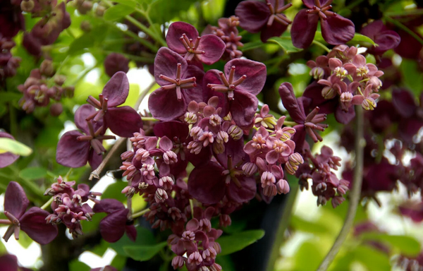 Akébia quinata