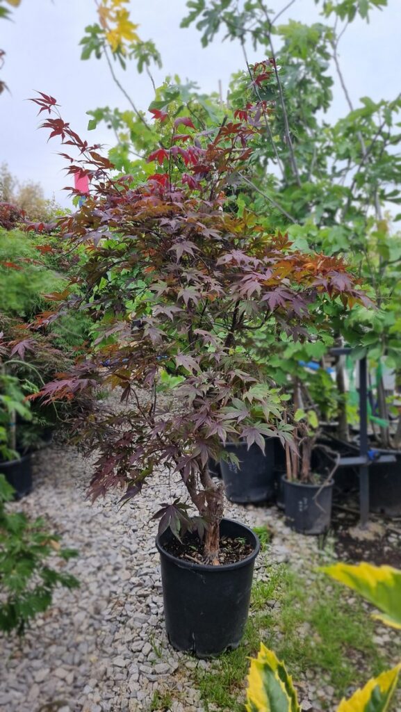Acer atropurpurea