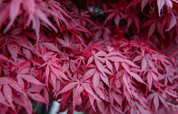Acer atropurpurea