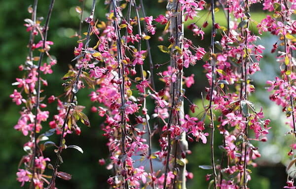 Malus Royal Beauty km